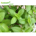 Asian garden indoesnisa Spearmint seeds flower seeds for growing